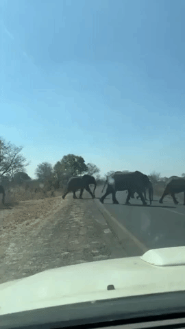 Driver Waits for Elephant Herd to Calmly Cross Road in Southern Zambia