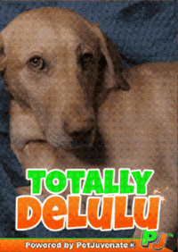 Mad Taylor GIF by PetJuvenate - PJ
