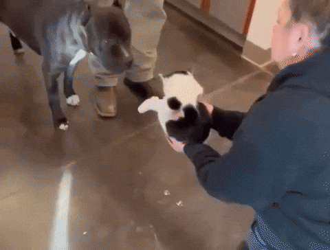 58d4b6a0e8004dd6a499524384e88c9f giphyupload GIF