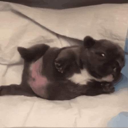Pibble GIF