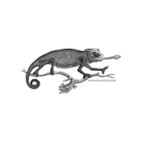 Black And White Illustration Sticker by The Wild Curiosity