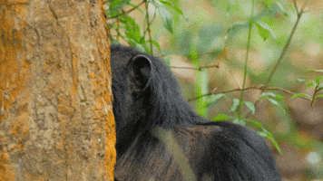 JaneGoodallInst animals animal wildlife chimp GIF