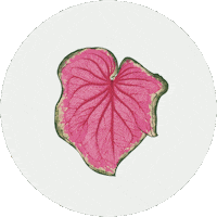 Plant Sticker by Hankō
