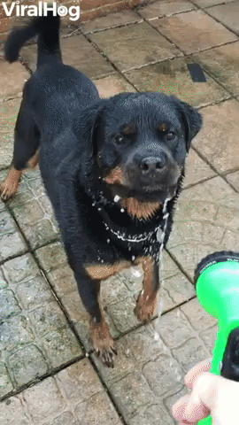 Rottweiler Loves Being Sprayed by Hose