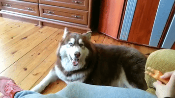 Dog Attempts to Adorably Talk Back to Squeaky Toy