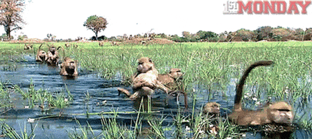 GIF by FirstAndMonday