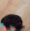 dog lol gif GIF by Trolli