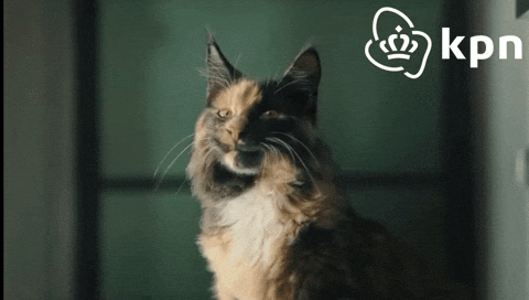 KPNWebcare giphyupload cat vibing smug GIF