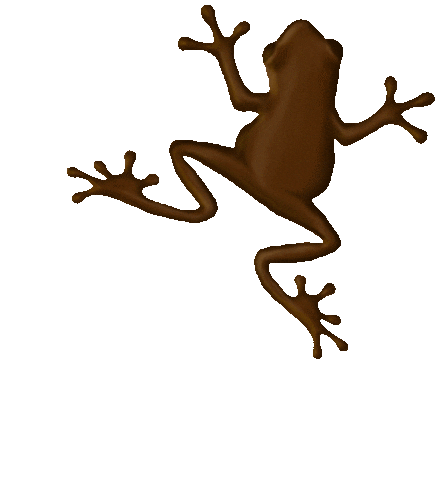 Harry Potter Frog Sticker