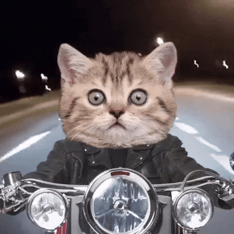 Digital compilation gif. Image of a real cat edited to look like it's wearing a leather jacket and riding a motorcycle. The cat's eyes are wide with surprise or terror as it speeds down the road.