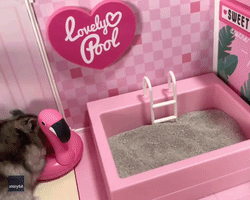 Pool Party: Adorable Hamster Rolls Around in Mini Tub