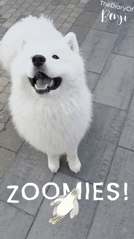 Jump Yes GIF