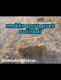 Uzbekistan GIF