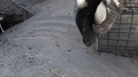 atarquino giphygifmaker GIF