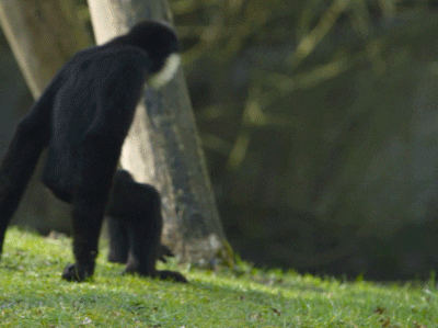 Video gif. A black gibbon and a white gibbon run toward each other and embrace in a big hug.
