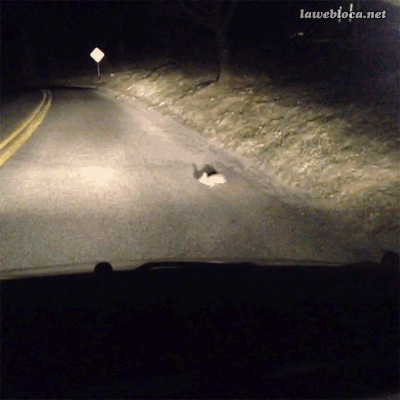 bunny rabbit GIF