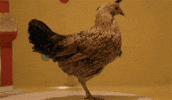 werner herzog chickens GIF