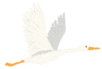 Bird Play Sticker by War Child