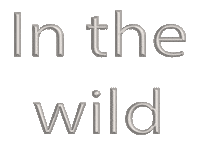 Raramuri summer travel wild r Sticker