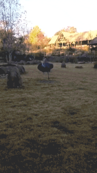 cincinnatizoo dance run drama energy GIF