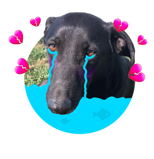 Adoptanocompres Camperito Sticker by El Campito Refugio