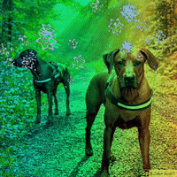 pokusasupplements giphyupload dog supplements hund GIF