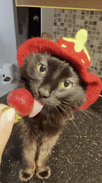 Misspaneer GIF