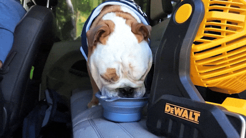 Happy Butler Basketball GIF by Butler University