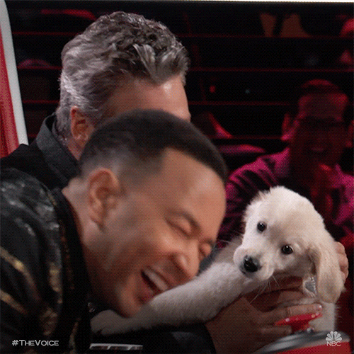 Nbc Puppy GIF by The Voice