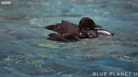 laikateam1 giphygifmaker GIF