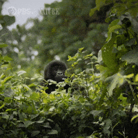 Look Out Pbs Nature GIF by Nature on PBS