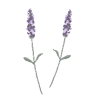 ふわくま Sticker