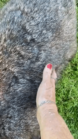 Cuddly Wombat Enjoys Belly Rub in Canberra Sun
