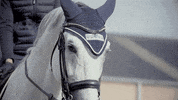 EQUIDEO pony horses horselover timetoride GIF