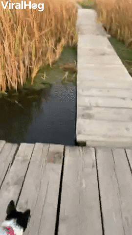 Dog Mistakes Algae For Grass Walks Headfirst Off Dock GIF by ViralHog