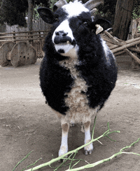 Chewing Chew GIF by San Diego Zoo Wildlife Alliance