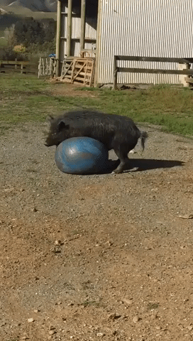 Wild Boar Enjoys a Little Soccer in the Sun
