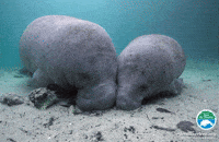 Manatee GIF by SaveTheManateeClub