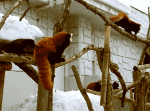 red panda crow GIF