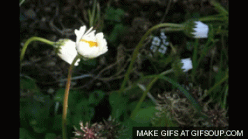 daisy GIF