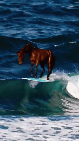 Beach Horse GIF