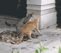 cat fight fighting GIF