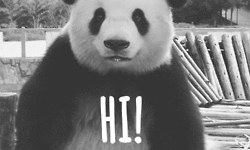 Text gif. A friendly panda leans in and mouths “Hi!”
