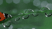 lady bug insect GIF