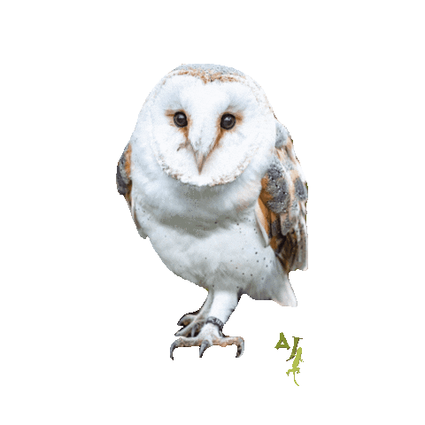 Uil Dierentuin Sticker by Almere Jungle