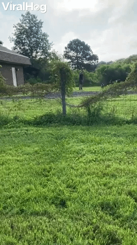 Blue Heeler Pup Can't See Fences