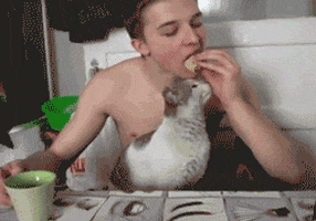 cat eating GIF