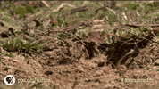 Groundhog Day GIF by Nature on PBS