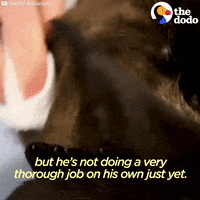 sea otters GIF by The Dodo