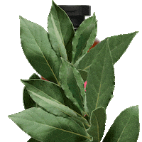 Women Laurel Sticker by Apivita